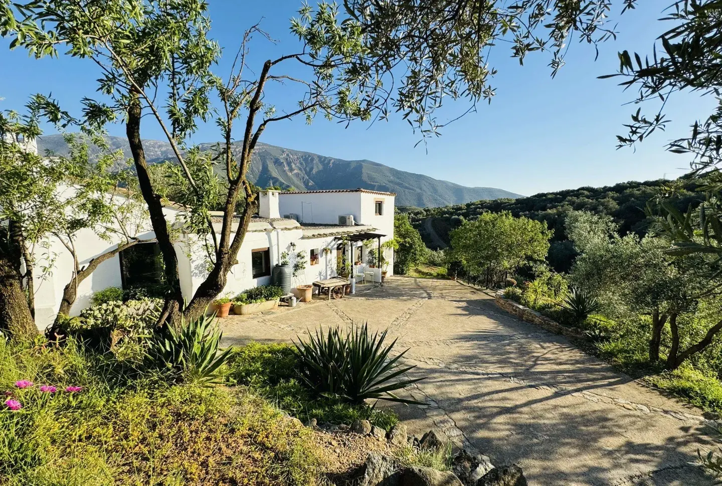 White rural cortijo among olive trees below the Sierra Nevada